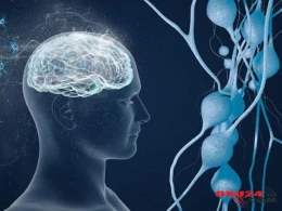 Bağırsaqlar ikinci beyindir