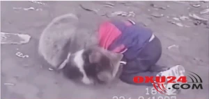 Həbibin şok videosu yayıldı: Ayı ilə güləşir -