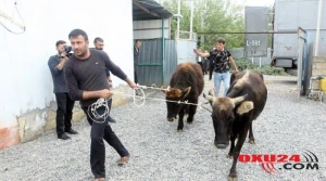 İşsiz şəxslərə mal və materialların verilməsinə başlanılıb