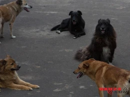 Bakıda itlərin əhatəsində tapılan iki yaşlı uşaq kimdir?