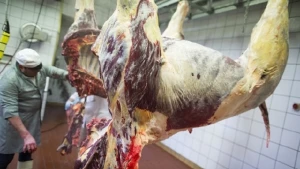 15 respublikadan ancaq Azərbaycanda: Eşşək ətinin satışına icazə verilib