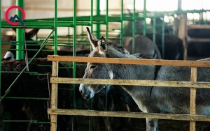 Qida Təhlükəsizliyi Agentliyi eşşək fermasını qanunsuz saydı – Əhaliyə çağırış edildi