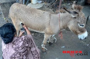Eşşək südü faydalıdı və haram deyil” - İlahiyyatçılardan həkimə ETİRAZ