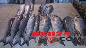 Xoşbəxt olmaq istəyirsinizsə, balıq yeyin