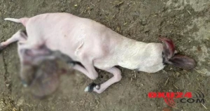 Görənlər şoka düşür: Başsız quzu doğuldu -FOTOLAR