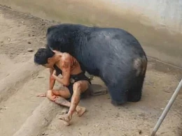 Dəhşətli video! Vəhşi heyvan qıza hücum etdi Və...