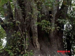 Azərbaycanda insanları sehirləyən ağac