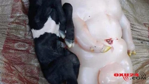 MÜƏMMALI VARLIQ: yarı insan, yarı donuza bənzər... - QORXUNC FOTOLAR