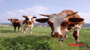 İnəklərə 200 dollar təqaüd veriləcək - QƏRİBƏ SƏBƏB