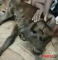 İkiüzlü buzov doğulub (VİDEO)