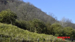 3 qardaş dostları ilə meşəyə getdilər və... - Bərdədə DƏHŞƏTLİ CİNAYƏT - FOTO