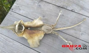 Yeni Zelandiyada elmə məlum olmayan dəniz canlısı tapıldı - FOTO