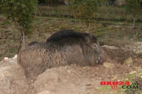 Bu video görənləri ŞOKA salır : Nəhəng canlı...+VİDEO