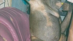 Meymunu 5 il boyunca makiyaj edib fahişə kimi satdılar - DÜNYANI ŞOKA SALAN CİNAYƏT