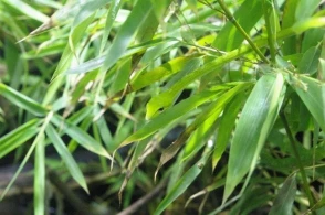 Fotoda ilanı görürsünüzmü? - Zehni inkişaf etdirən test