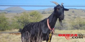 Keçi 20 min avrosunu yedi, sahibi dəli oldu +VİDEO