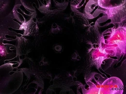 Azərbaycanda qorxulu virusun insanlar arasında yayılma təhlükəsi artıb