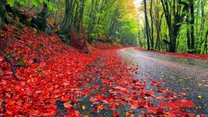 İstirahət günlərinin hava proqnozu açıqlandı