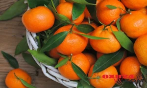 İmmuniteti gücləndirir, xərçəng riskini azaldır — NARİNGİNİN BİLİNMƏYƏN FAYDALARI