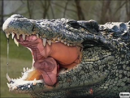 ŞOK! Timsah tutdular, qarnından balıqçı və gənc qız çıxdı (18+VİDEO)