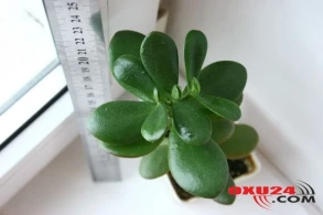 Pul ağacı həm də sağaldır - Ayaqlarınızı bununla silin, pulunuz cibinizdə qalsın