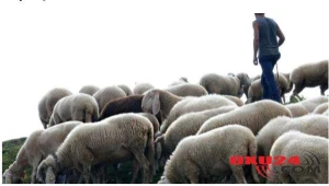 Bu testi həll edə bildinsə, məntiqin güclüdür - ÖZÜNÜ YOXLA