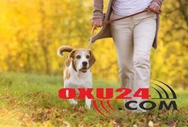 DİQQƏT! Heyvan gəzdirən şəxslər cərimələnəcəklər