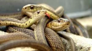 Dünyanın ən təhlükəli adası: İlanlar burada sürü  halında  yaşayır,kimsə yaxınlaşsa....+VİDEO