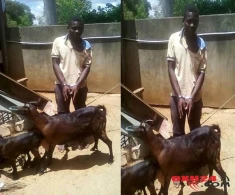 Dəhşətli olay: Keçini zorlayan  gəncdən  ŞOK açıqlama +FOTOLAR