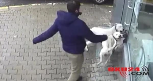 Dəhşətli anlar kamerada: Pitbul iti şəhəri bir-birinə qatdı +VİDEO