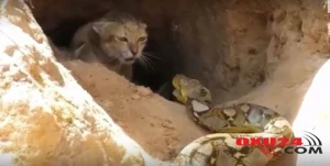 Pişiklə ilanın ölüm-dirim  savaşı:  Ana  pişik  nəhəng ilanı belə öldürdü (VİDEO)