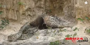 Nəhəng ilanla tikanlı heyvanın davası -Görün hansı qalib oldu (VİDEO)