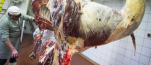 Hindistandan Azərbaycana üç manata ət gətirilir - ŞOK