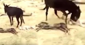 Ana eşşək balasını öldürən canavardan qisasını belə aldı