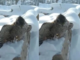 Görənlər şoka düşür: Su içmək istəyən quş donub öldü