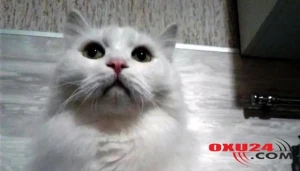 Uğur gətirən pişik 317 min manata satılır - FOTO