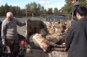 Azərbaycanda həyəcanlı anlar: Canavarlar kəndə hücum edib,qoyunları parçaladı