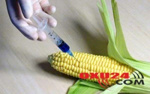 GMO məhsullar Azərbaycan bazarına əsasən hansı ölkələrdən daxil olur?