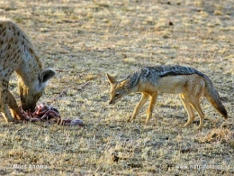 Azərbaycanda dəhşət: Vəhşi heyvan çobanın bədən üzvünü qopardı