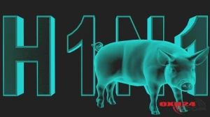 SON DƏQİQƏ! “Donuz Qripi” Gəncədə – Həkim Təsdiqlədi