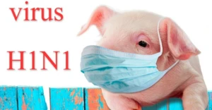 `Donuz qripi`ndən qorunmaq üçün nə etməli? - Mütləq oxuyun