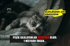 Pişik saxlayanlar şizofren olur: 1 milyard insan... - ALİMLƏRDƏN ŞOK ARAŞDIRMA
