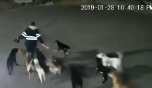 İşdən gələn qadını küçə itləri parçaladı