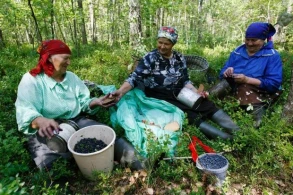 Azərbaycanda meşələrdən meyvə yığmaq qadağan edildi - CƏRİMƏLƏR