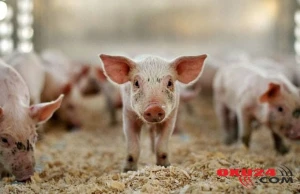 Donuzlar qadını diri-diri yedi