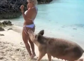 Donuz ağ bikinidə poz verən modelə hücum etdi - Görün nə hala saldı