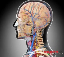 İnsult 1 ay öncədən gələcəyini belə xəbər verir – Bədənin 5 siqnalı