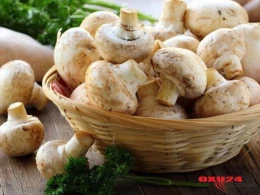 Göbələkdən zəhərlənməmək üçün nələrə diqqət etməliyik?