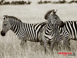 Minillik sualın cavabı tapıldı: zebralar niyə zolaqlıdır?