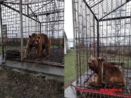 Azərbaycanda ayını qəfəsə salan şəxs həbs edildi